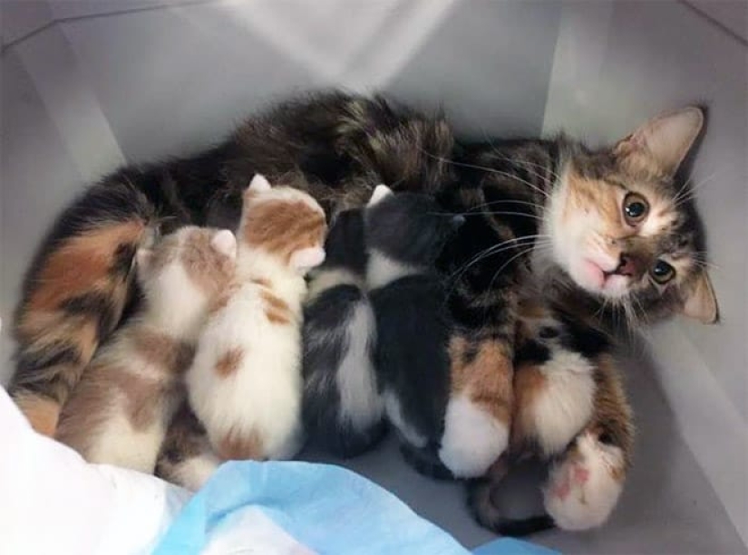 22 funny photos of cats that seem completely unprepared for motherhood