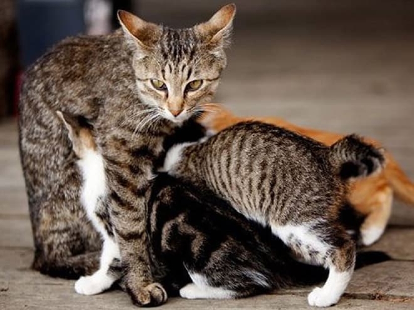 22 funny photos of cats that seem completely unprepared for motherhood