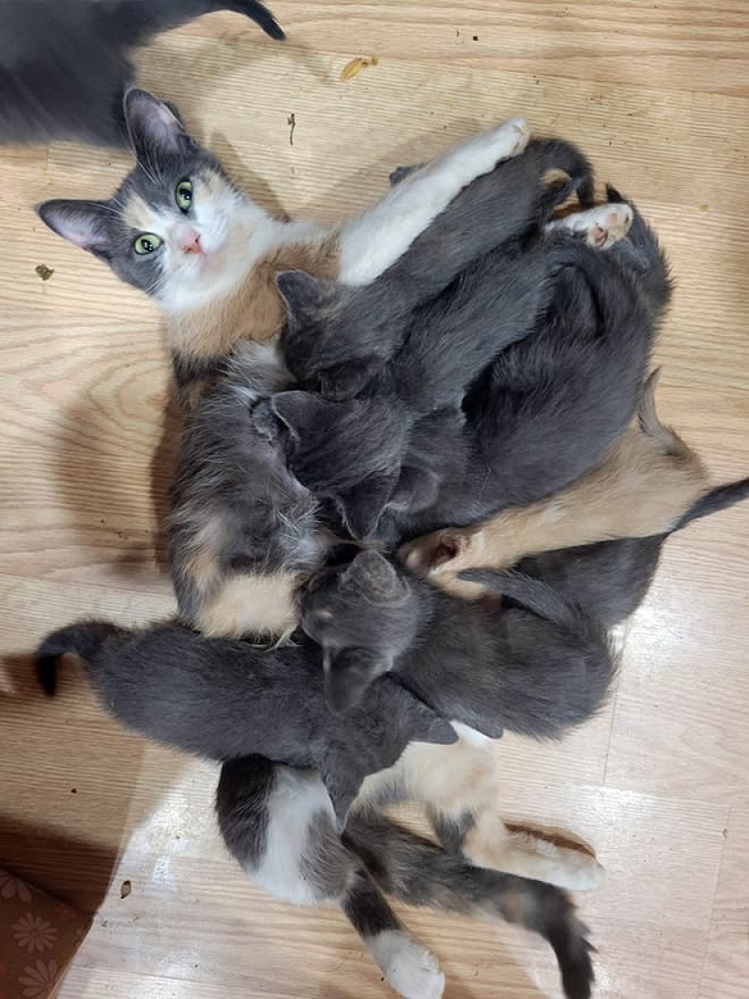 22 funny photos of cats that seem completely unprepared for motherhood