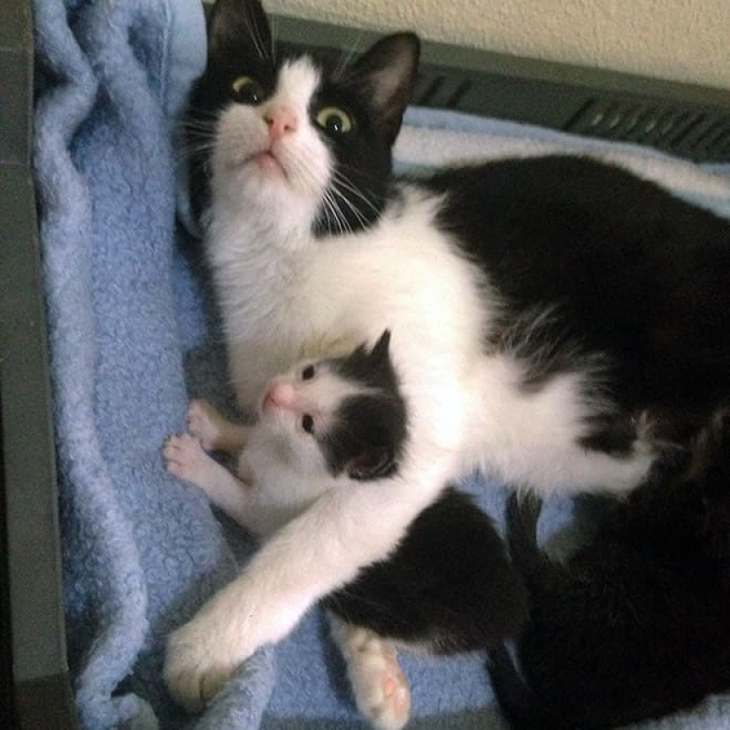 22 funny photos of cats that seem completely unprepared for motherhood