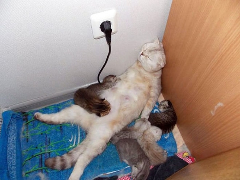 22 funny photos of cats that seem completely unprepared for motherhood