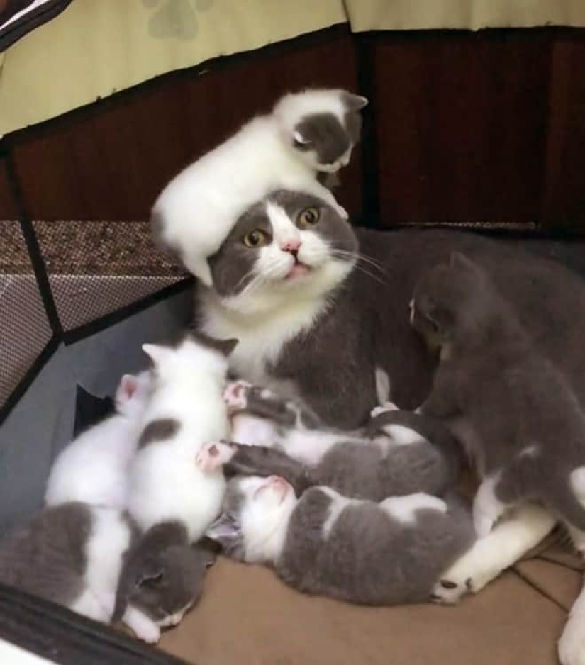 22 funny photos of cats that seem completely unprepared for motherhood