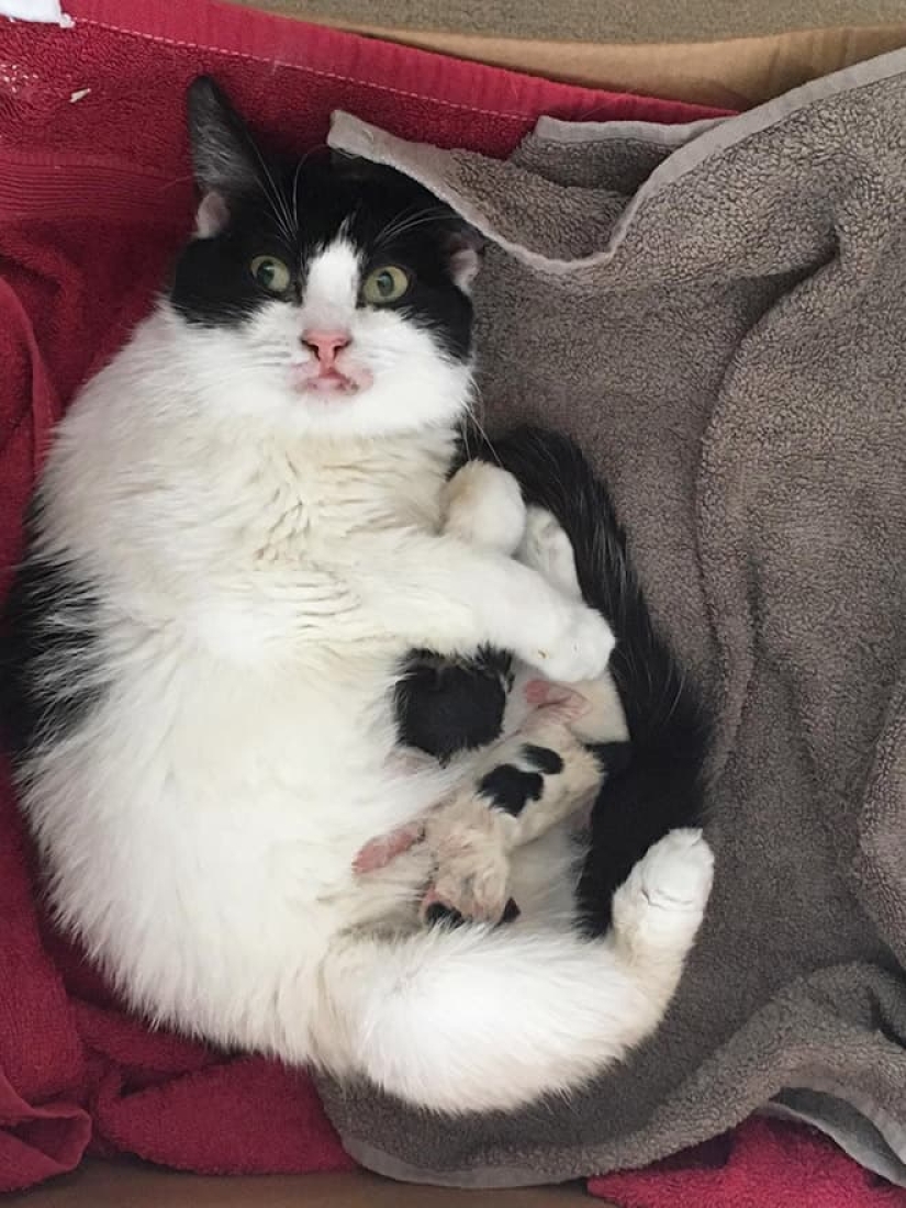 22 funny photos of cats that seem completely unprepared for motherhood