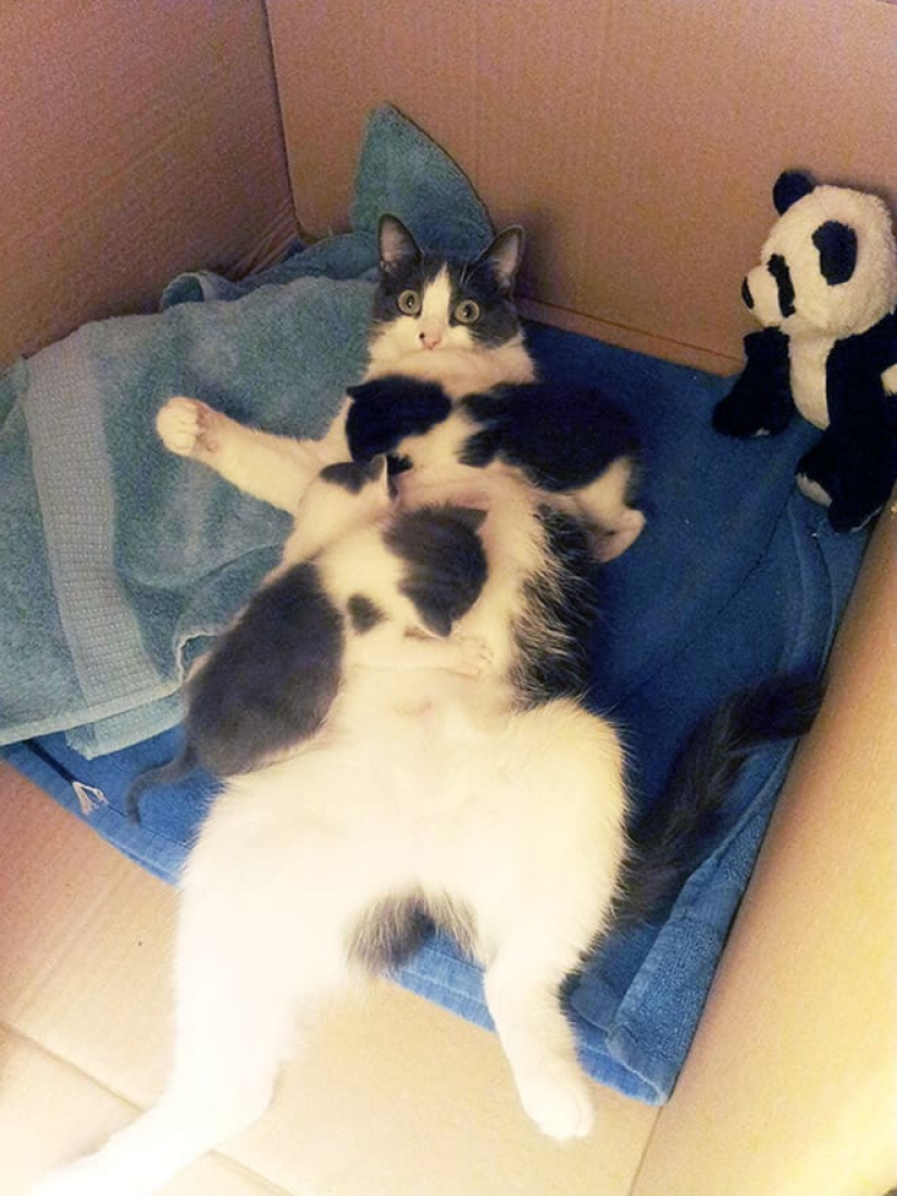 22 funny photos of cats that seem completely unprepared for motherhood