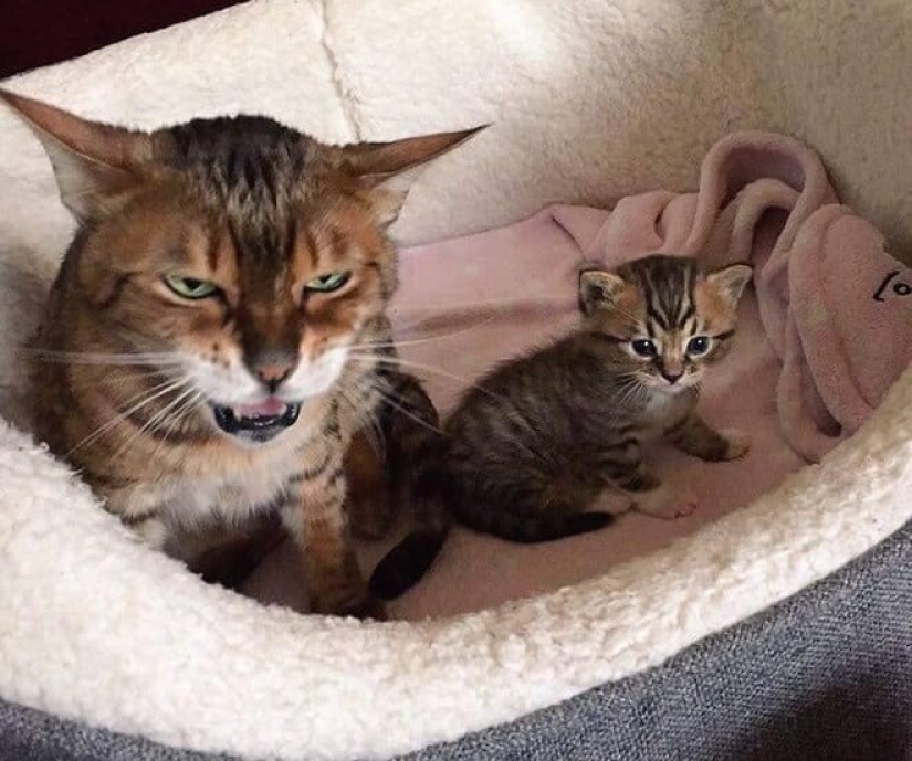 22 funny photos of cats that seem completely unprepared for motherhood