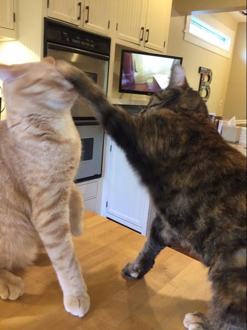 22 funny photos taken at the right moment