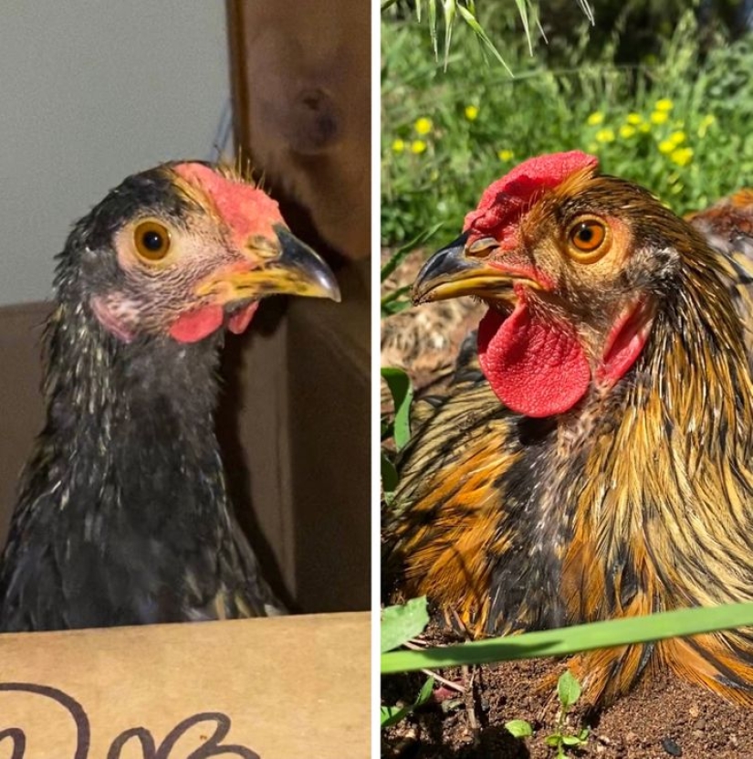 22 grateful pets who found happiness in a new family