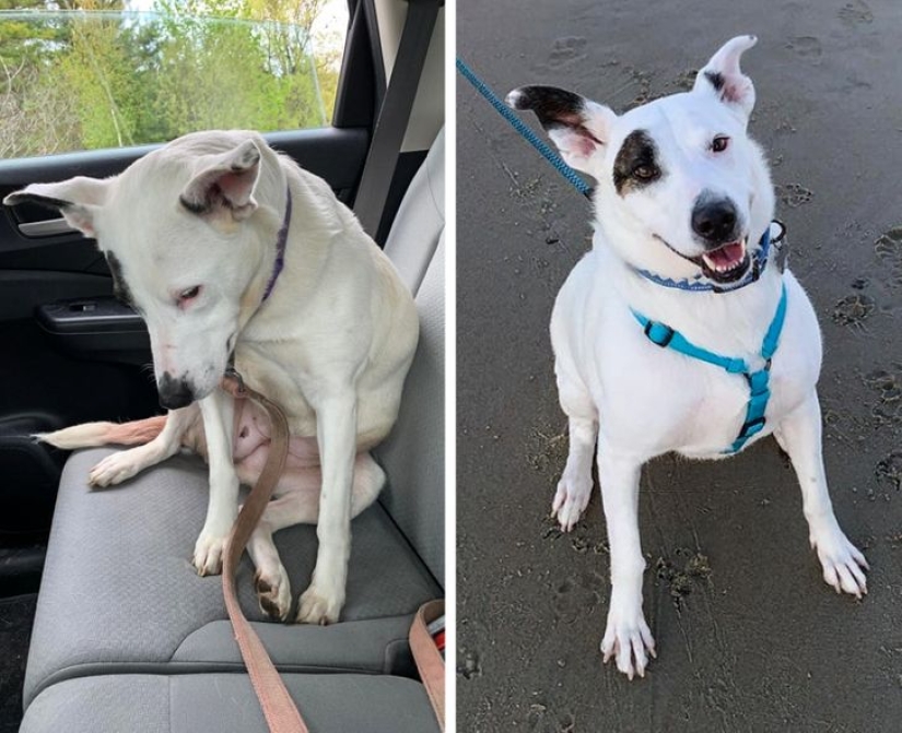 22 grateful pets who found happiness in a new family