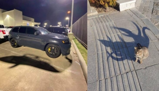 22 hermosos ejemplos del juego de luces y sombras