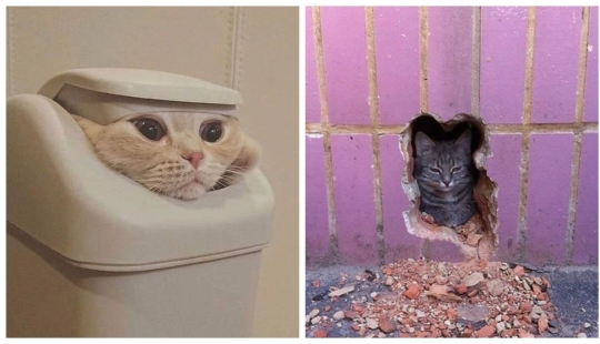 22 hilarious photos of simple feline everyday life