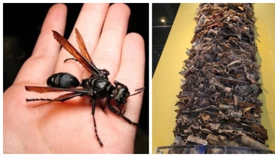 22 impresionantes fotos de cosas y fenómenos que demuestran lo increíble que es nuestro mundo 22 impresionantes fotos de cosas y fenómenos que demuestran lo increíble que es nuestro mundo