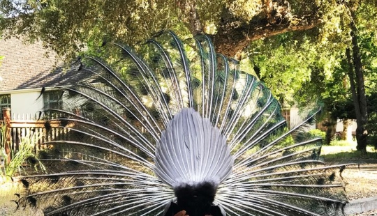 22 interesting photos about our diverse world, which will be a surprise for many