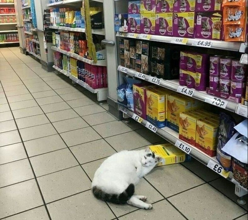 22 maravilloso ejemplo de la apatía de nivel 80