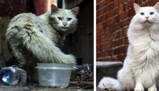22 mascotas agradecidas que encontraron la felicidad en una nueva familia 22 mascotas agradecidas que encontraron la felicidad en una nueva familia