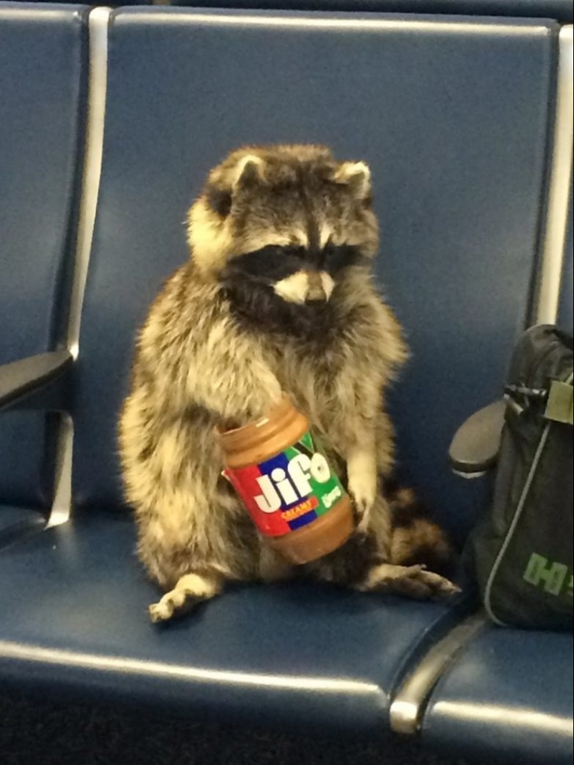 22 momentos extraños que no esperas ver en el aeropuerto 22 momentos extraños que no esperas ver en el aeropuerto