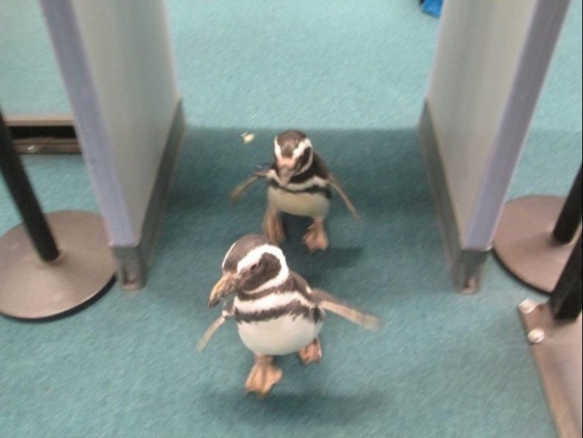 22 momentos extraños que no esperas ver en el aeropuerto 22 momentos extraños que no esperas ver en el aeropuerto