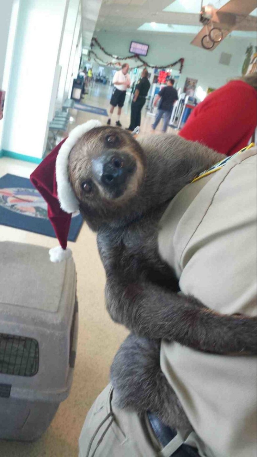 22 momentos extraños que no esperas ver en el aeropuerto 22 momentos extraños que no esperas ver en el aeropuerto