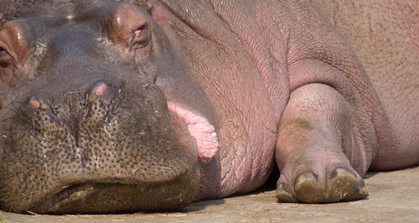 22 overweight animals