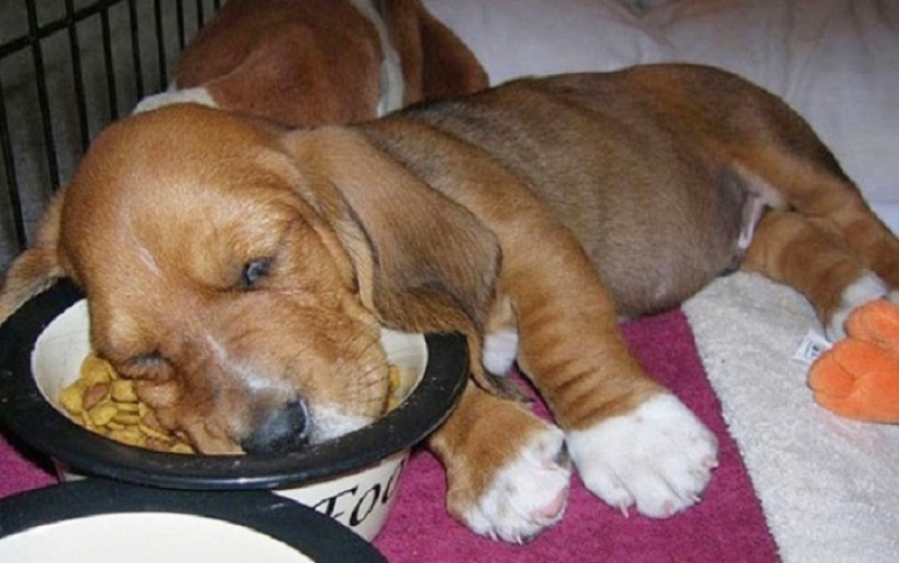 ¡22 perros que pueden dormir en cualquier lugar y en cualquier momento!