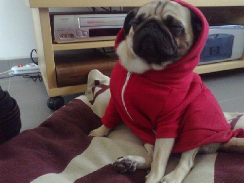 ¡22 perros que pueden dormir en cualquier lugar y en cualquier momento!