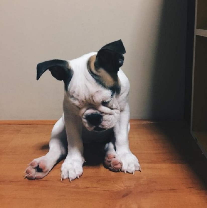 ¡22 perros que pueden dormir en cualquier lugar y en cualquier momento!