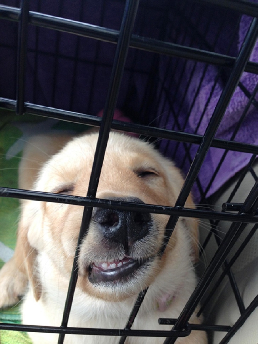 ¡22 perros que pueden dormir en cualquier lugar y en cualquier momento!