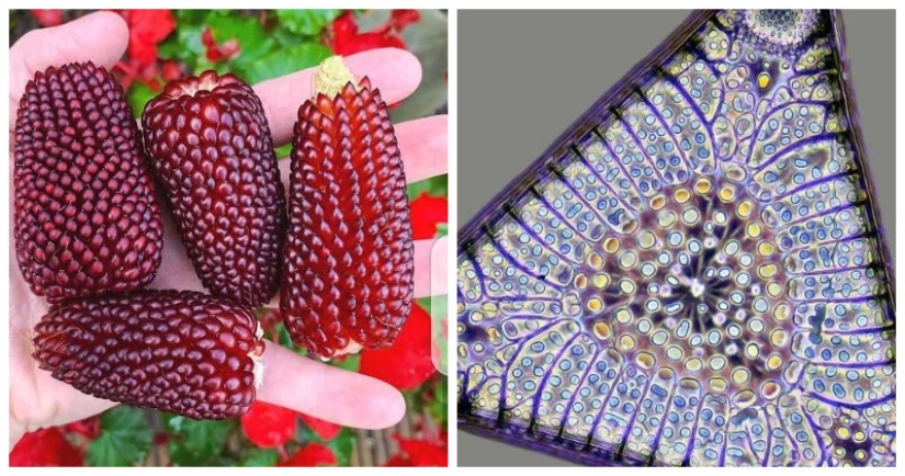 22 photos of amazing things that an ordinary person is unlikely to see live 22 photos of amazing things that an ordinary person is unlikely to see live