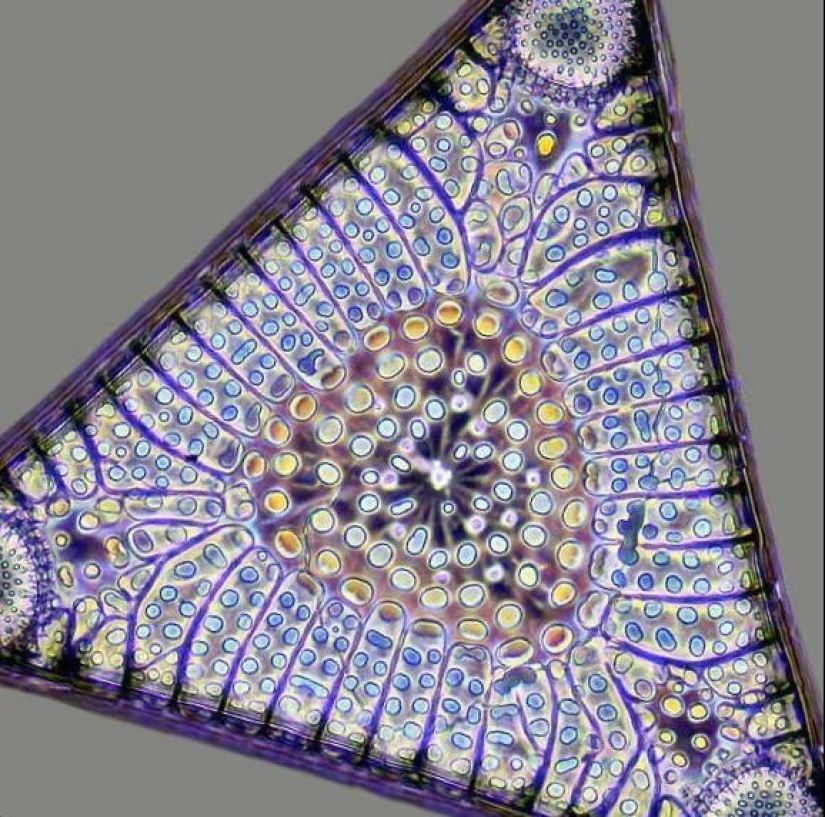 22 photos of amazing things that an ordinary person is unlikely to see live 22 photos of amazing things that an ordinary person is unlikely to see live