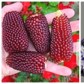 22 photos of amazing things that an ordinary person is unlikely to see live