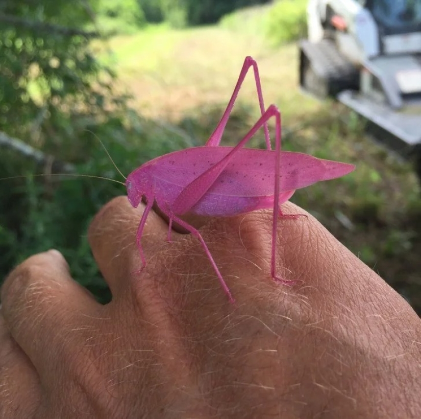 22 photos of amazing things that an ordinary person is unlikely to see live 22 photos of amazing things that an ordinary person is unlikely to see live