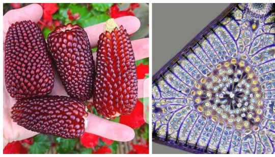 22 photos of amazing things that an ordinary person is unlikely to see live