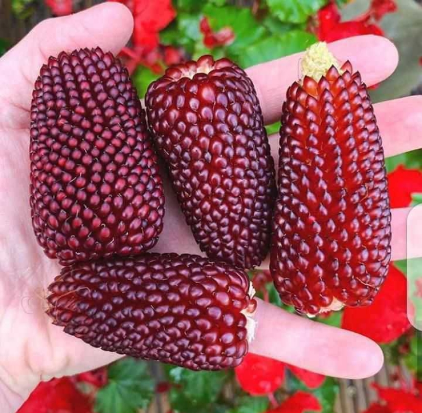 22 photos of amazing things that an ordinary person is unlikely to see live 22 photos of amazing things that an ordinary person is unlikely to see live