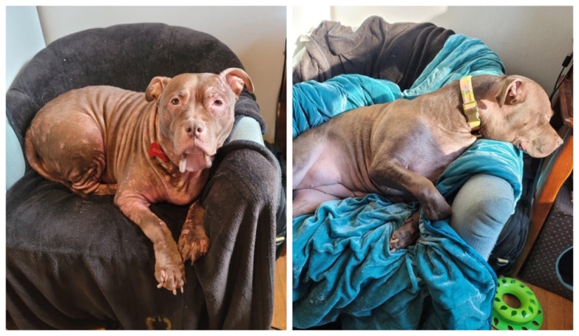 22 photos of animals before and after people sheltered them