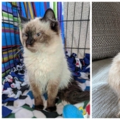 22 photos of animals before and after people sheltered them