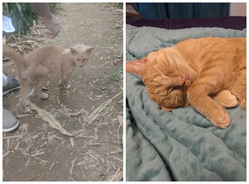 22 photos of animals before and after people sheltered them