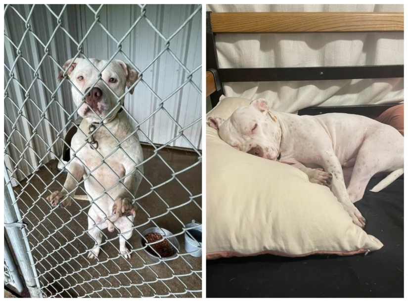 22 photos of animals before and after people sheltered them