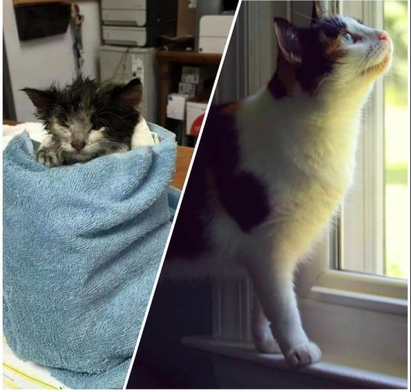 22 photos of animals before and after people sheltered them