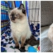 22 photos of animals before and after people sheltered them