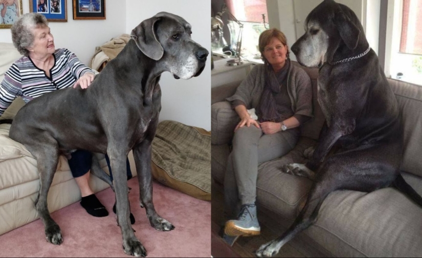 22 photos of very large animals that have forgotten that they are big 22 photos of very large animals that have forgotten that they are big