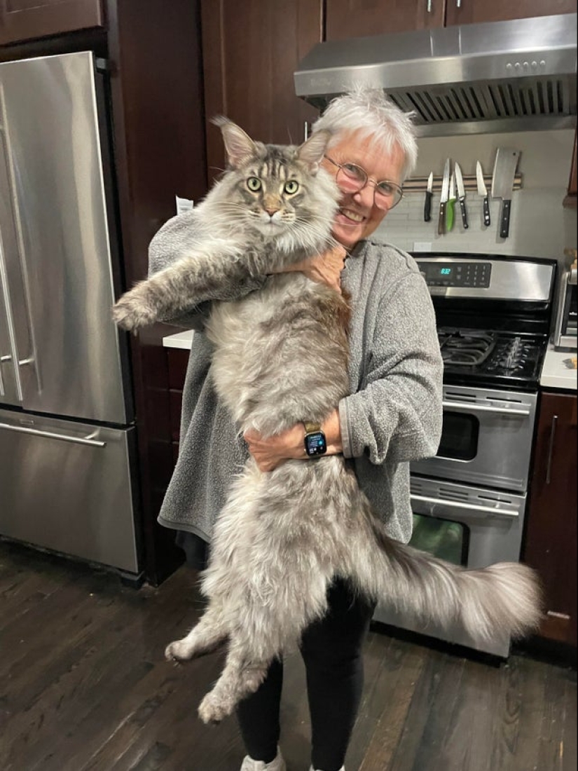 22 photos of very large animals that have forgotten that they are big 22 photos of very large animals that have forgotten that they are big