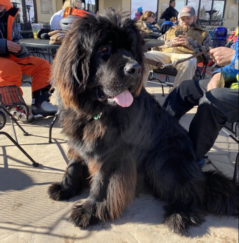 22 photos of very large animals that have forgotten that they are big 22 photos of very large animals that have forgotten that they are big