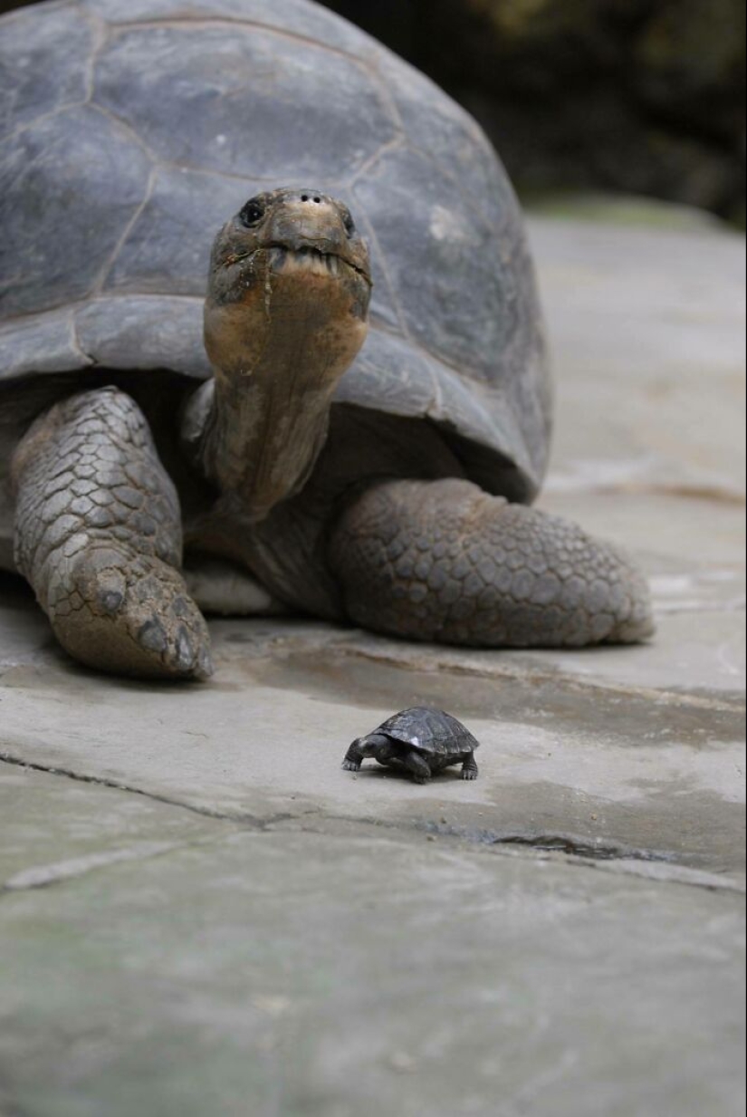 22 photos, once again proving that everything is known in comparison