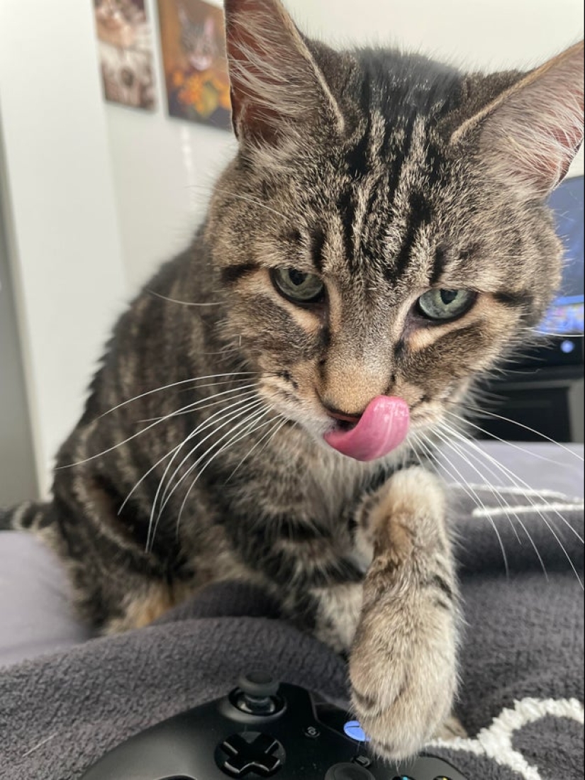 22 photos taken at the most opportune moment 22 photos taken at the most opportune moment