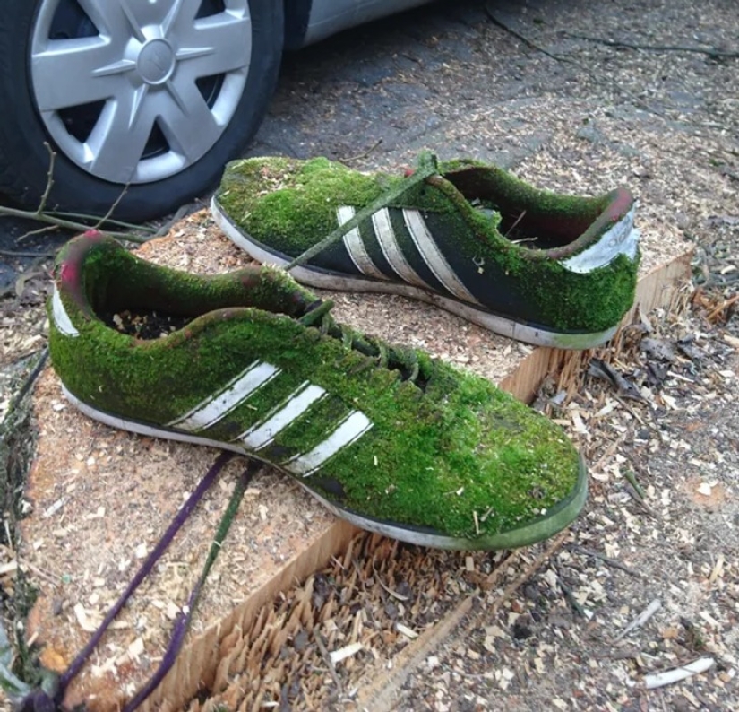 22 photos that prove that cows are the cutest creatures