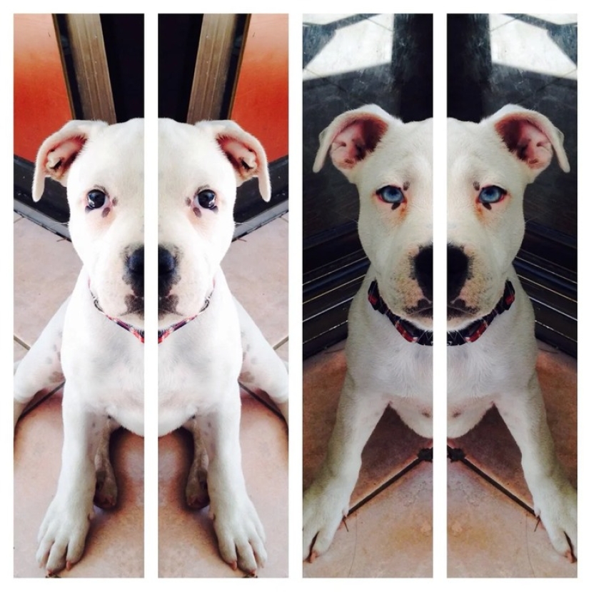 22 photos that prove that cows are the cutest creatures