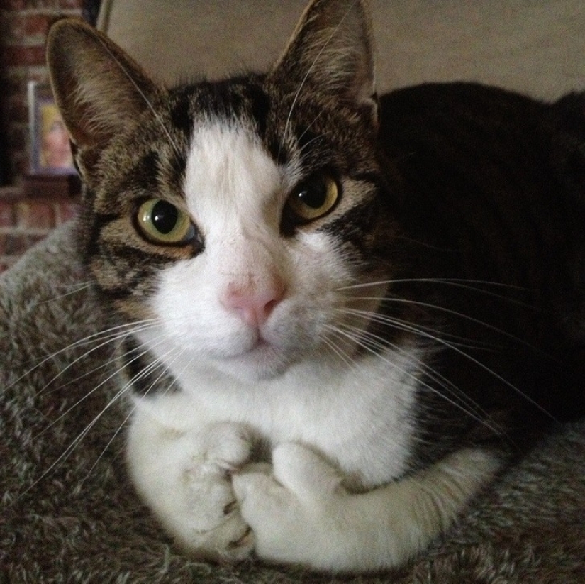 22 photos that prove that cows are the cutest creatures