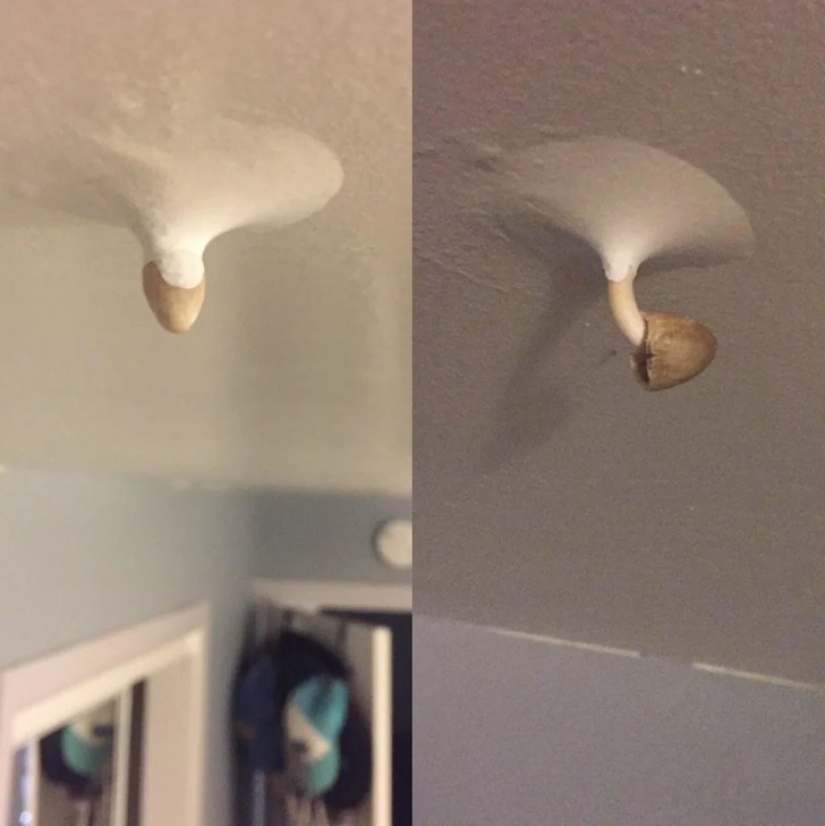 22 photos that prove that cows are the cutest creatures