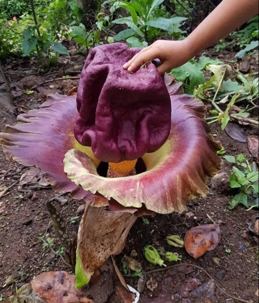 22 photos that prove that cows are the cutest creatures