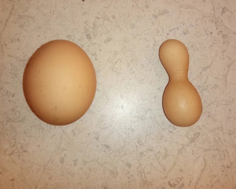 22 photos that prove that cows are the cutest creatures