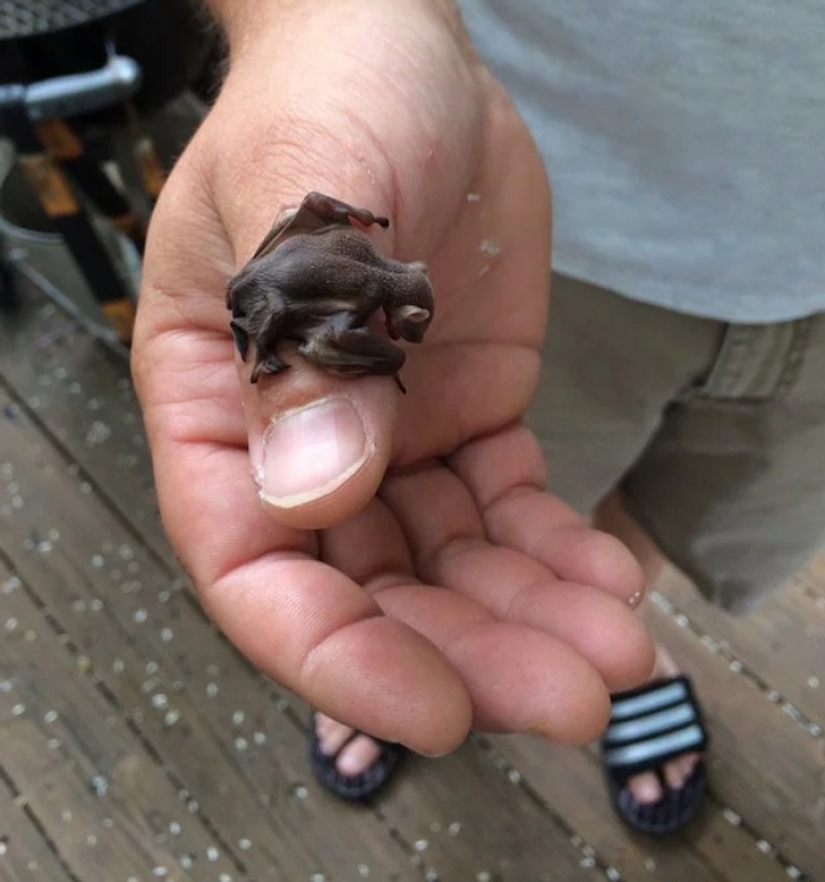 22 photos that prove that cows are the cutest creatures
